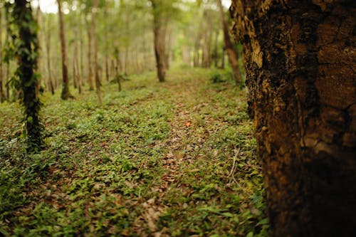 Foto d'estoc gratuïta de arbres, bosc, fons de pantalla