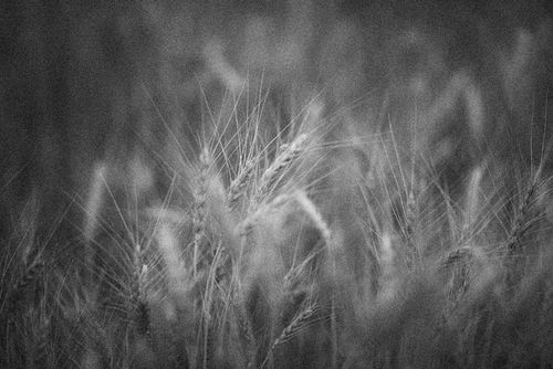 Free Grainy black and white photo capturing a close-up of wheat field plants. Stock Photo