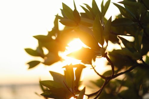 Free Warm sunset light filtering through green leaves on a branch, creating a serene nature scene. Stock Photo