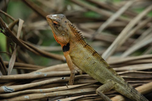 Close-Up Photograph of a Reptile