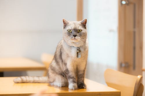 Ilmainen kuvapankkikuva tunnisteilla brittiläinen lyhytkarva kissa, karvainen, kissa