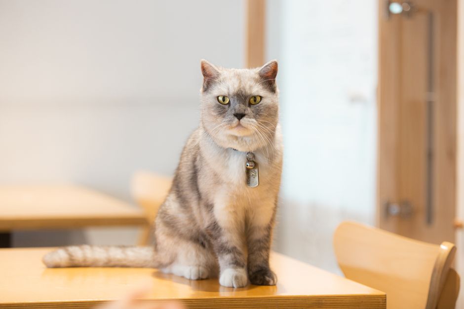 かわいいブリティッシュショートヘア猫が首輪をつけて室内の木製テーブルに座っています。
