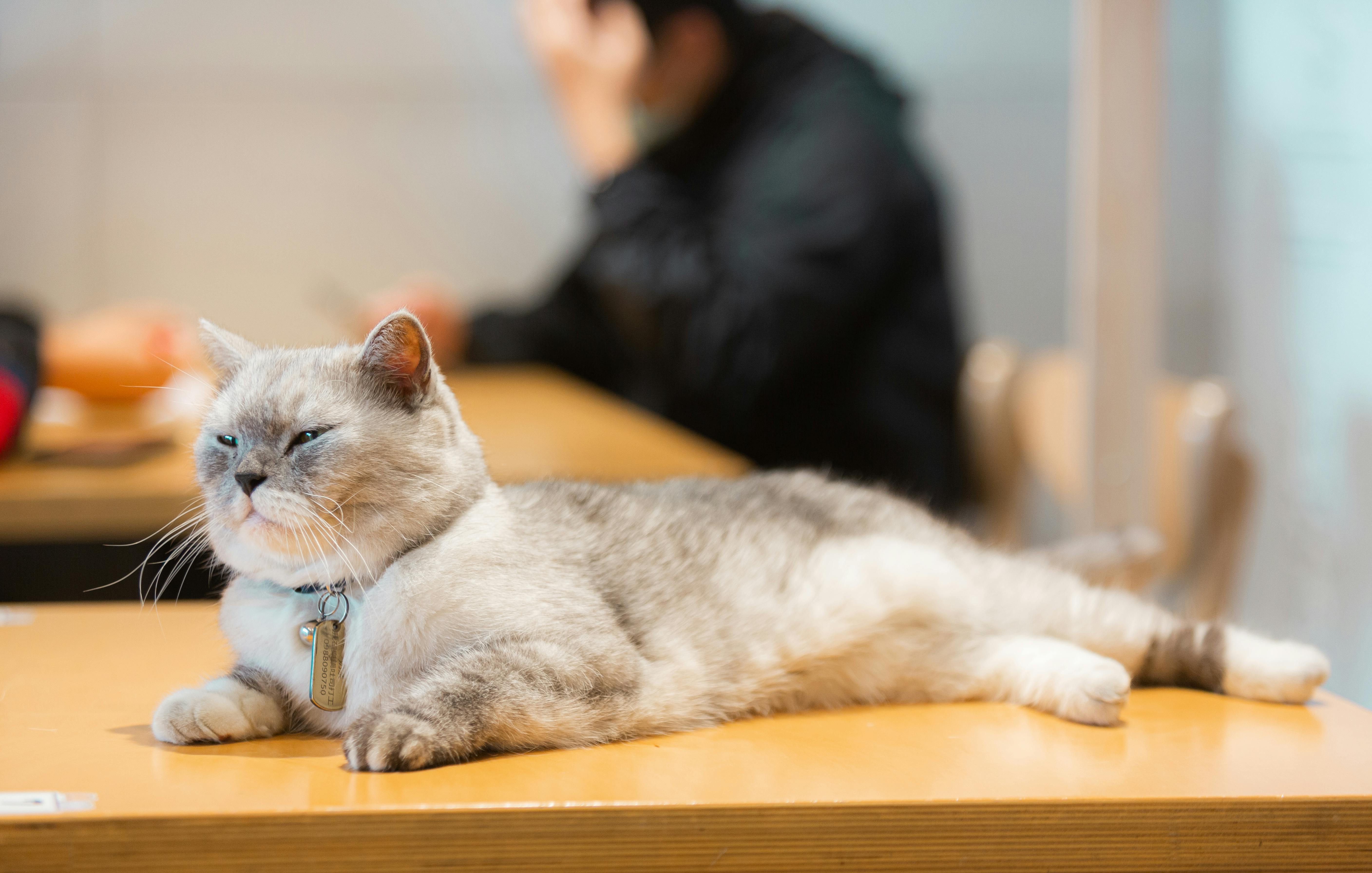 Free A Cat Lying on a Desk Stock Photo