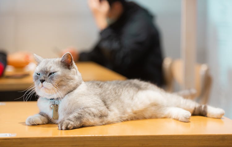 A Cat Lying On A Desk