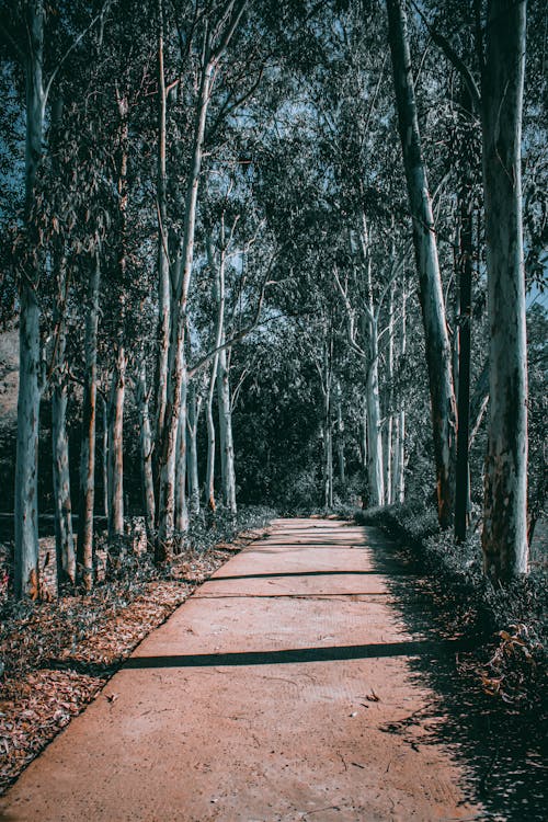 Základová fotografie zdarma na téma dlažba, padání, park