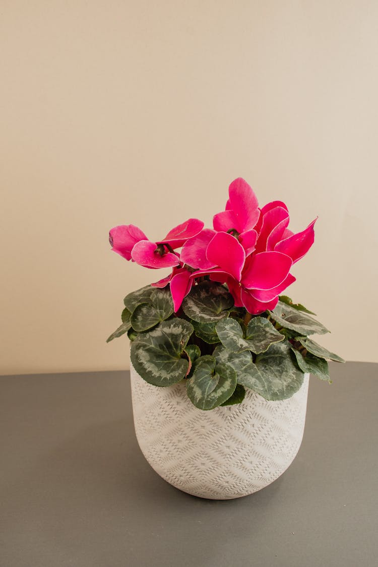 Cyclamen Persicum In A Flowerpot