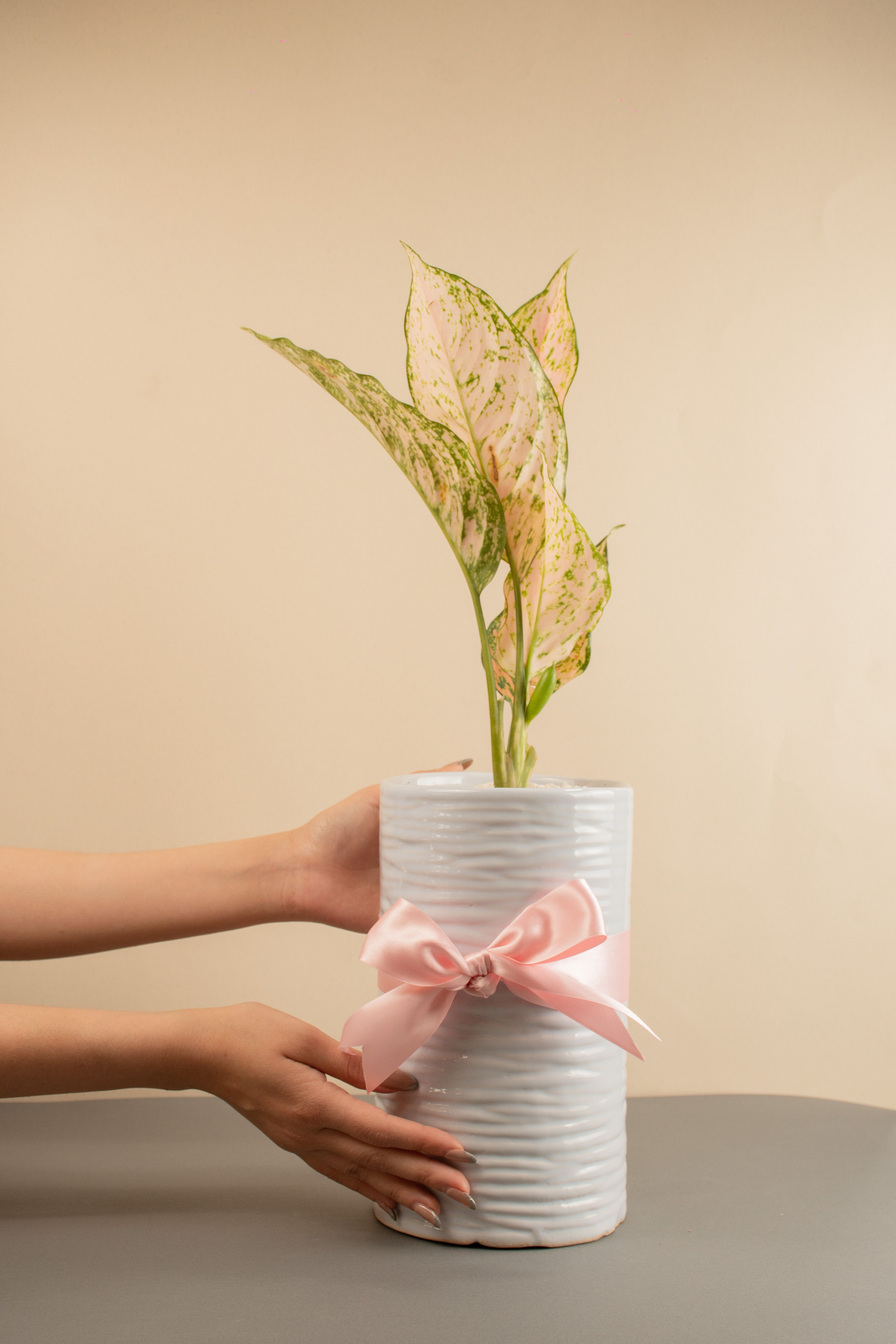 Stylish Aglaonema plant in a white ceramic pot adorned with a pink ribbon, set against a beige background.