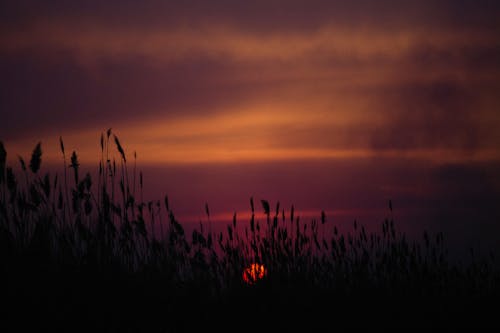 Free Silhouette of Grass during Sunset Stock Photo