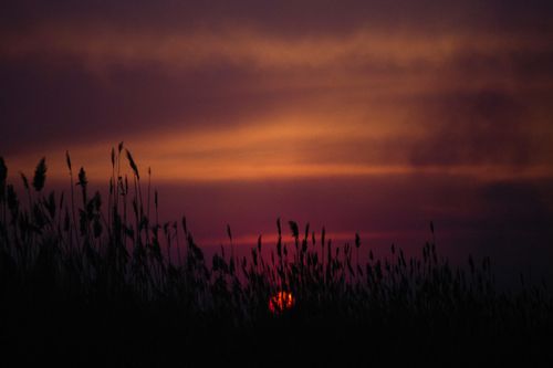 Free Silhouette of grass field against a dramatic sunset sky with vivid hues. Stock Photo