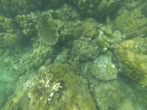 бесплатная Бесплатное стоковое фото с коралловый риф, кораллы, море Стоковое фото