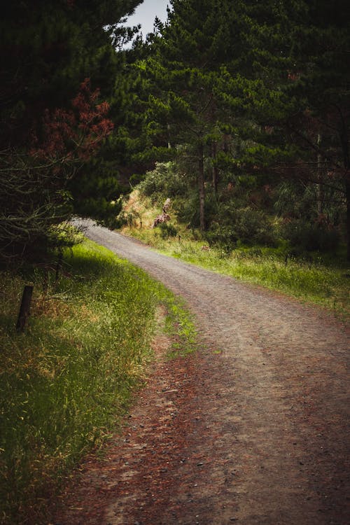 Forest Path in Between Green Trees