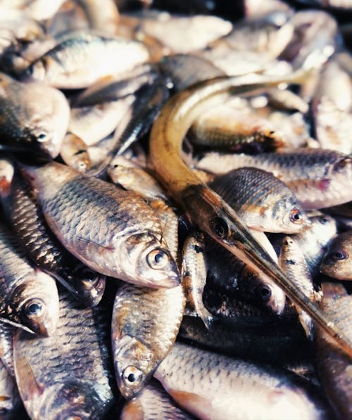 Peixes