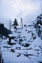 Snow Covered Pine Trees