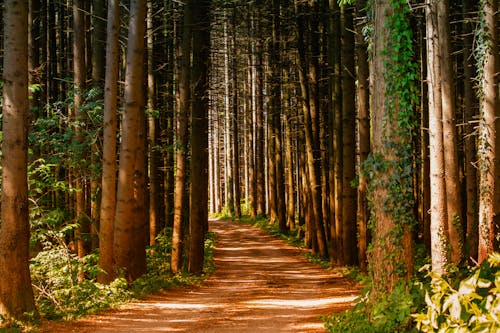 Pathway in Between Trees at Daytime