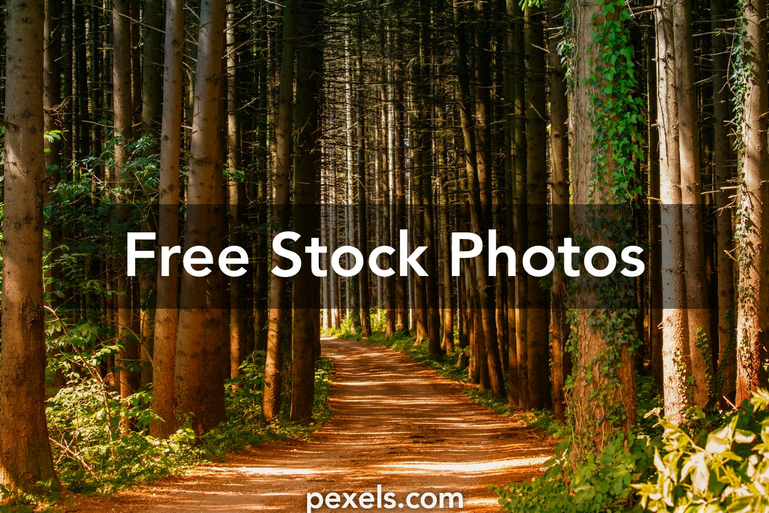 Forest Path Photos, Download The BEST Free Forest Path Stock Photos ...