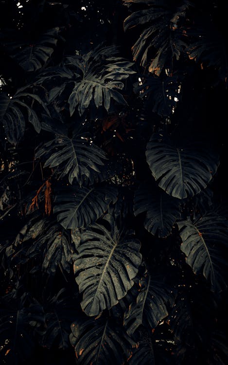 Foto profissional grátis de folhas, fotografia de plantas, planta de queijo suíço