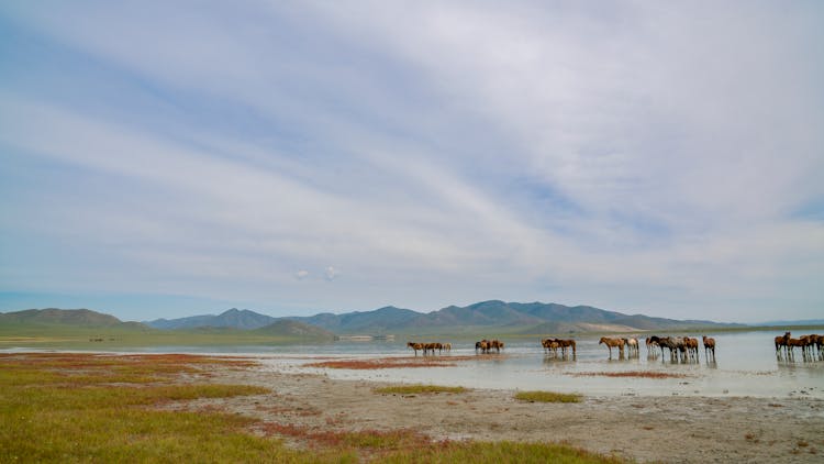 View Of A Lake With Horses