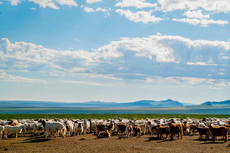 Herd Of Sheep On Grass Field