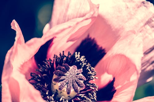 Gratis arkivbilde med bakgrunnsbilde, blomst fokus, lilla blomst