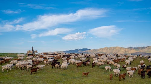 Free Flock of Sheep on a Field in Mountains  Stock Photo