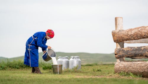 Senior Mongolian Woman Pouring Milk to Bucket