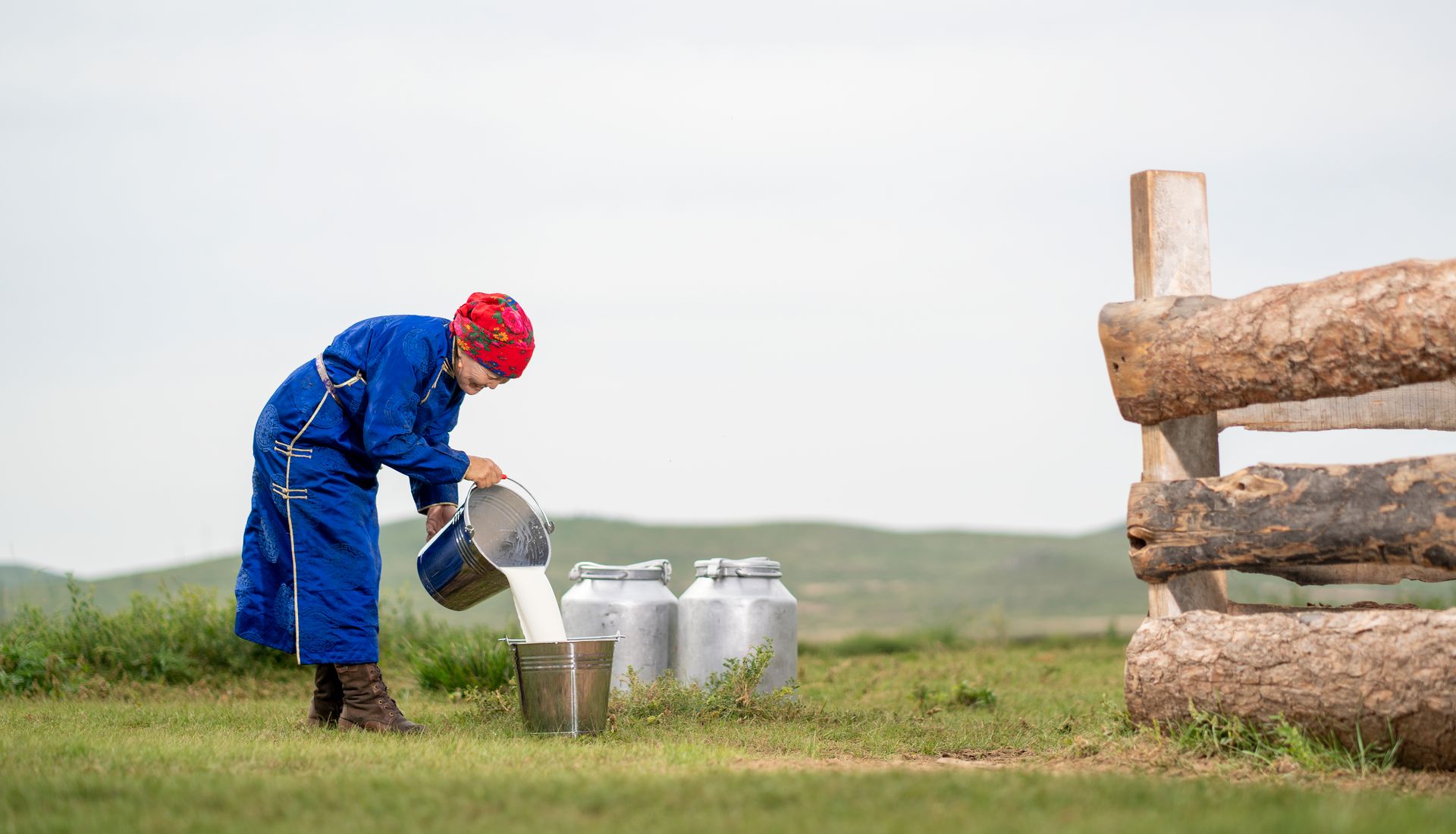 Senior Mongolian Woman Pouring Milk to Bucket