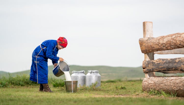 Senior Mongolian Woman Pouring Milk To Bucket