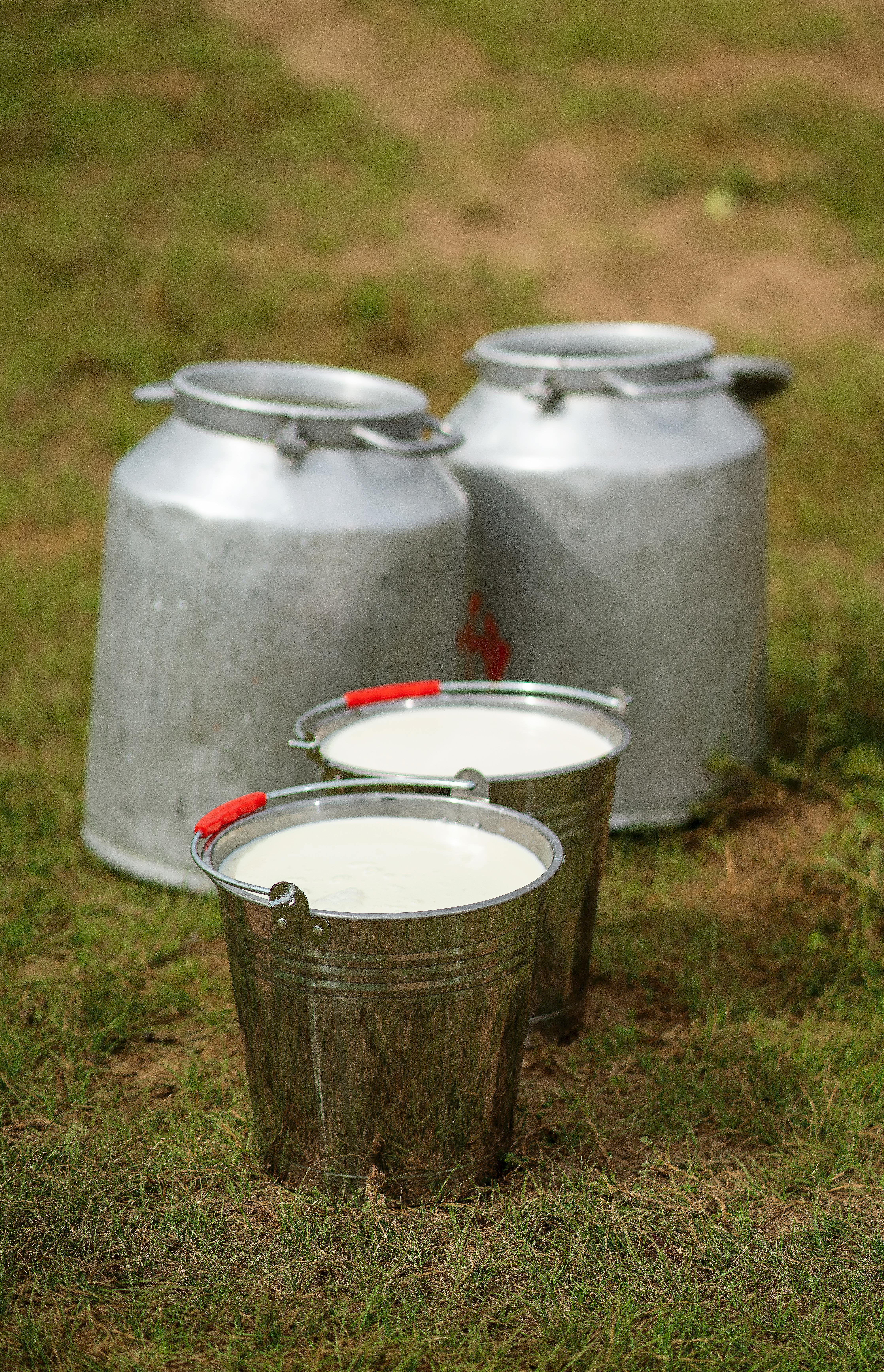 Small Milk Can Stock Photo, Picture and Royalty Free Image. Image 9136131.