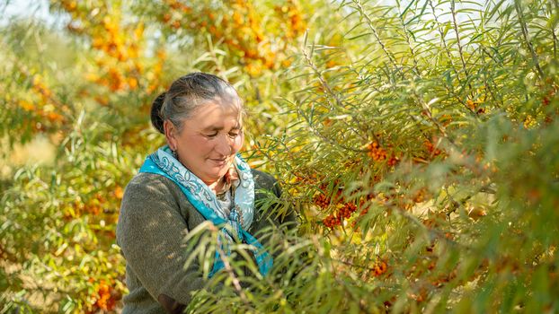 Senior Woman Collecting Buckthorn Fruits
