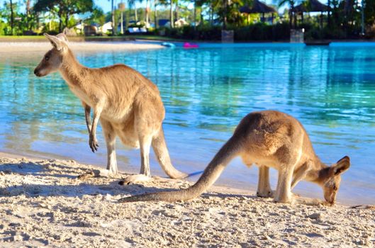 Two kangaroos on a sunny beach next to clear blue water.