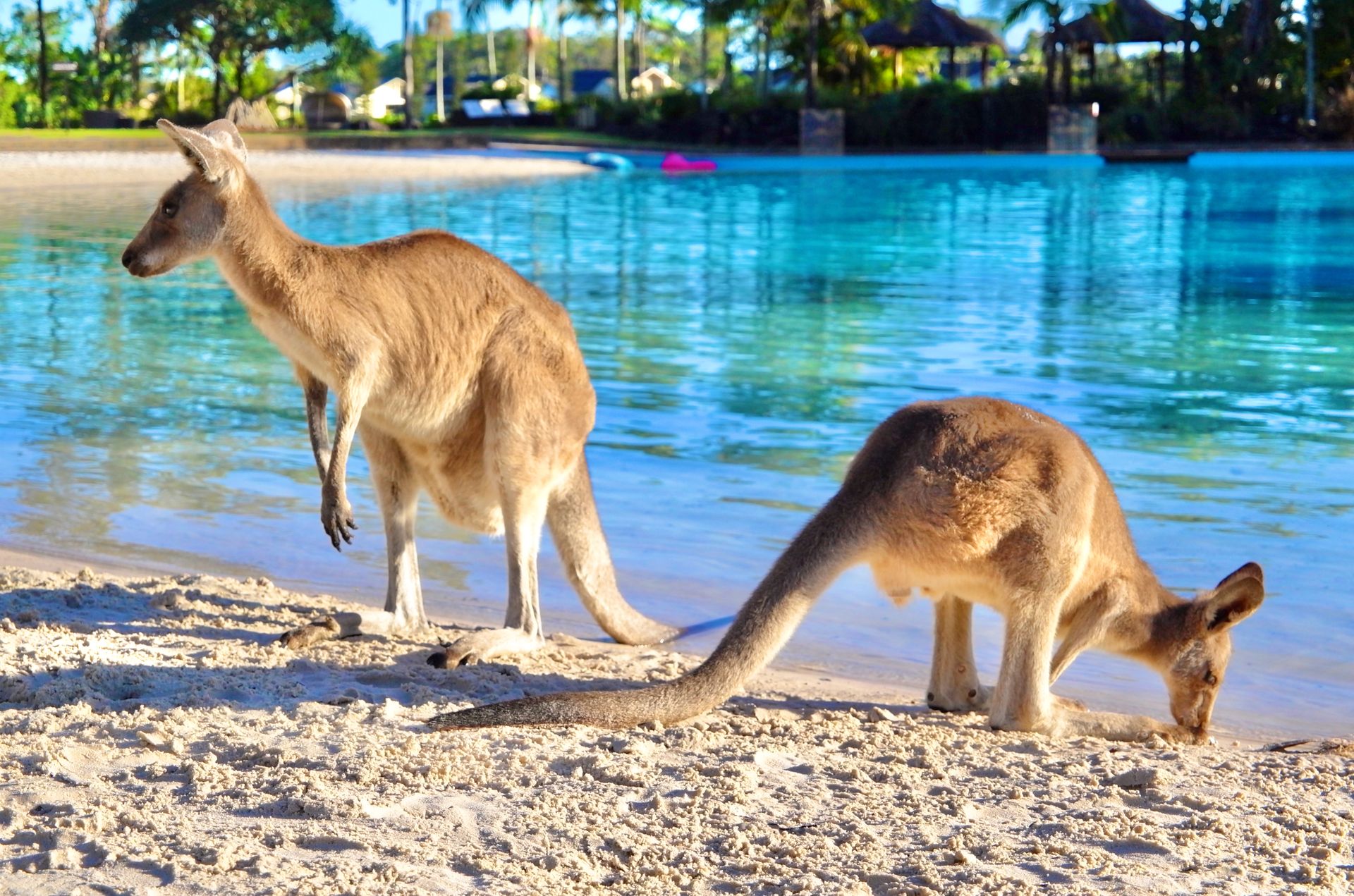 Kangaroos on the Beach