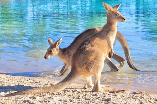 Free Brown Kangaroos on the Beach Stock Photo