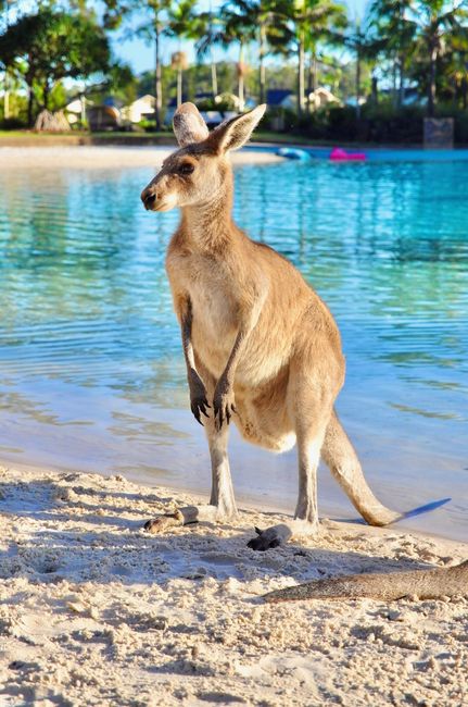 Kangaroo Encounters: A Hopper's Paradise Kangaroo Encounters: A Hopper's Paradise