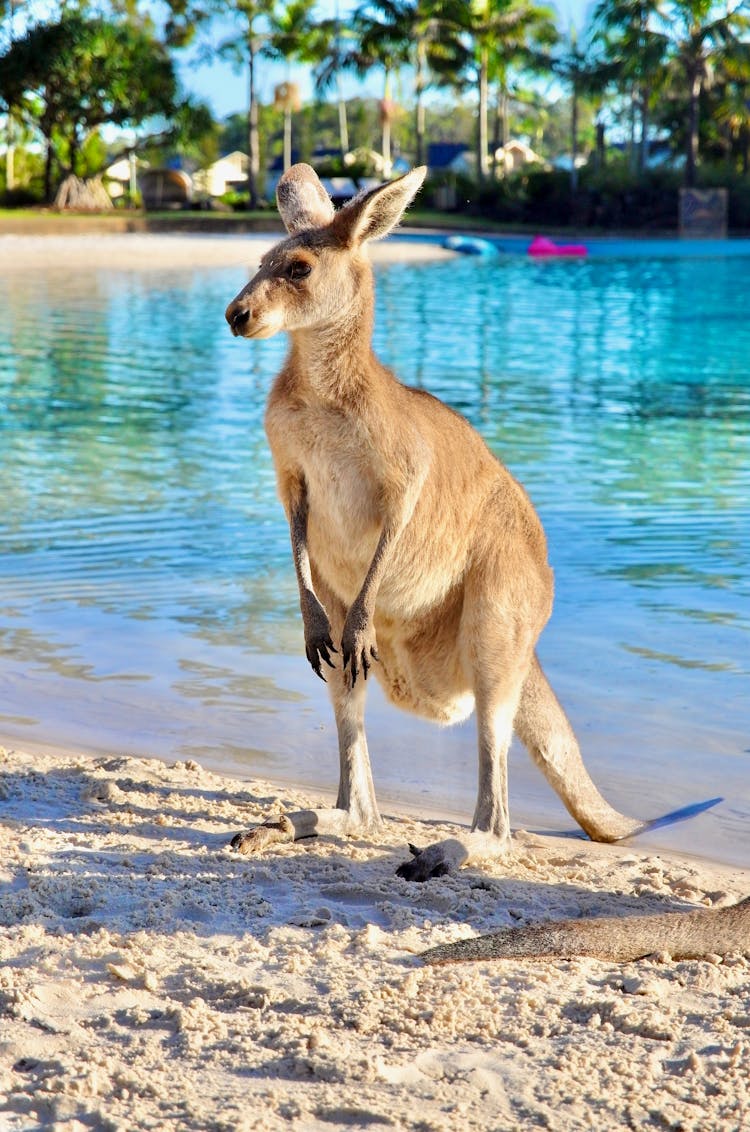 Kangaroo At The Beach