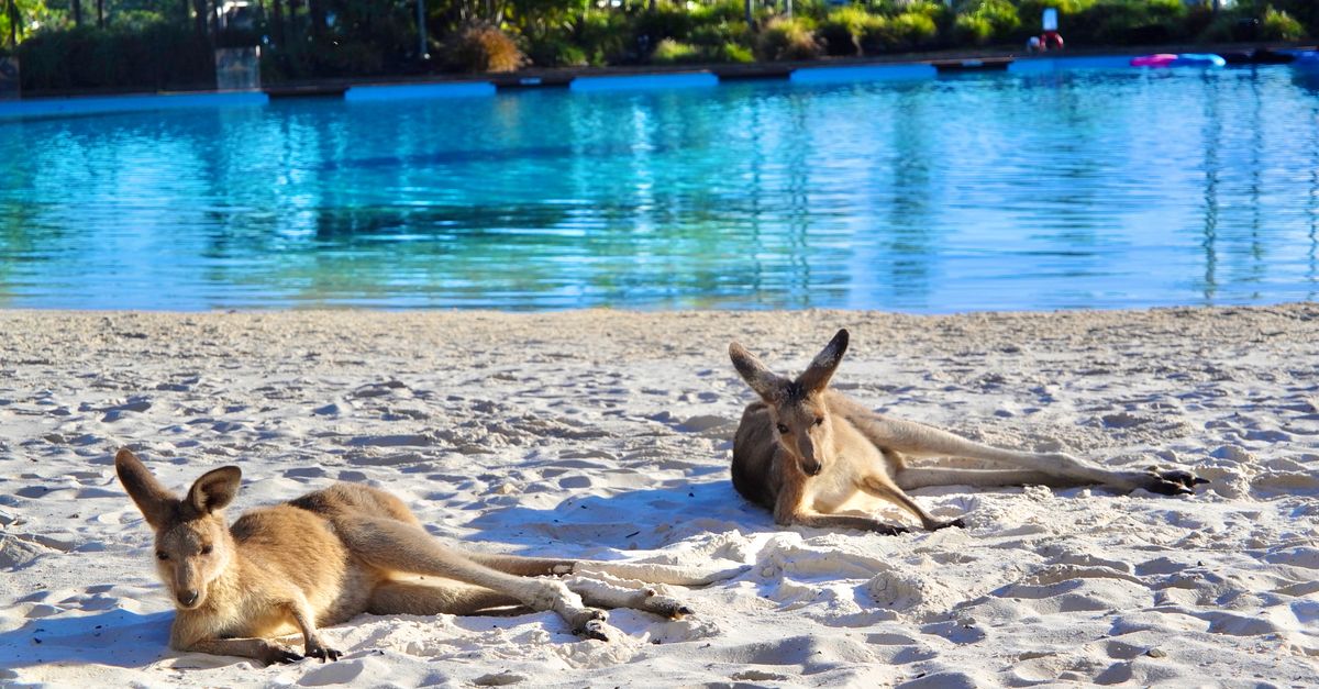 Two kangaroos lounging on a sandy beach by a peaceful pond under clear skies.