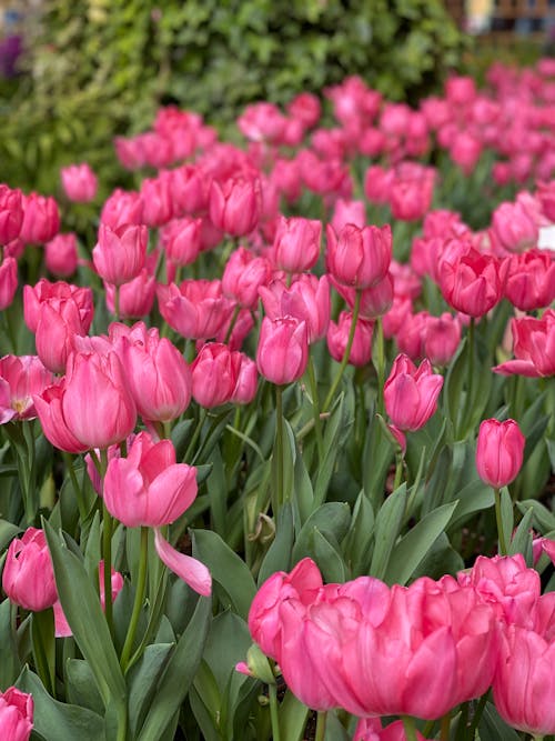 Pink Tulips in Bloom