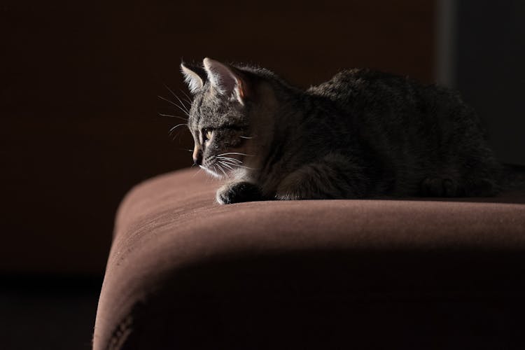 A Cat Lying On Brown Sofa