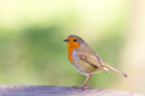 Free European Robin in Close-Up Photography Stock Photo