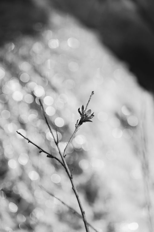 Free A minimalist grayscale photograph highlighting a single plant stem with bokeh background. Stock Photo
