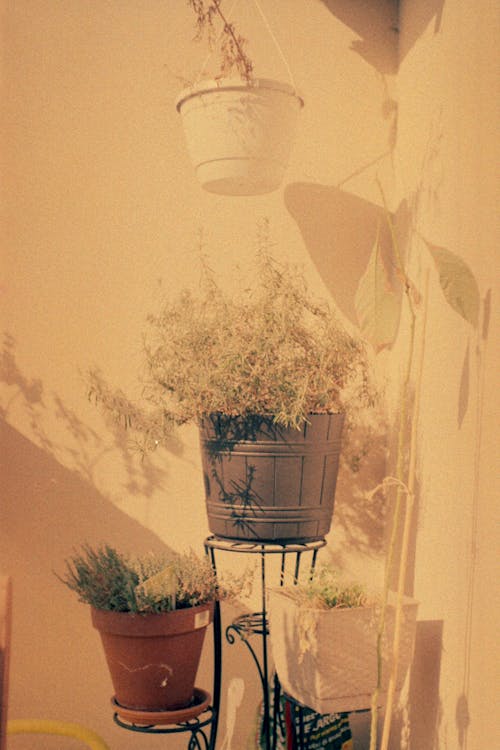 Free Kitchen Herbs in Flower Pots Stock Photo