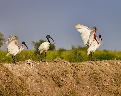 Darmowe zdjęcie z galerii z @na wolnym powietrzu, biały, czarnoskóry ibis