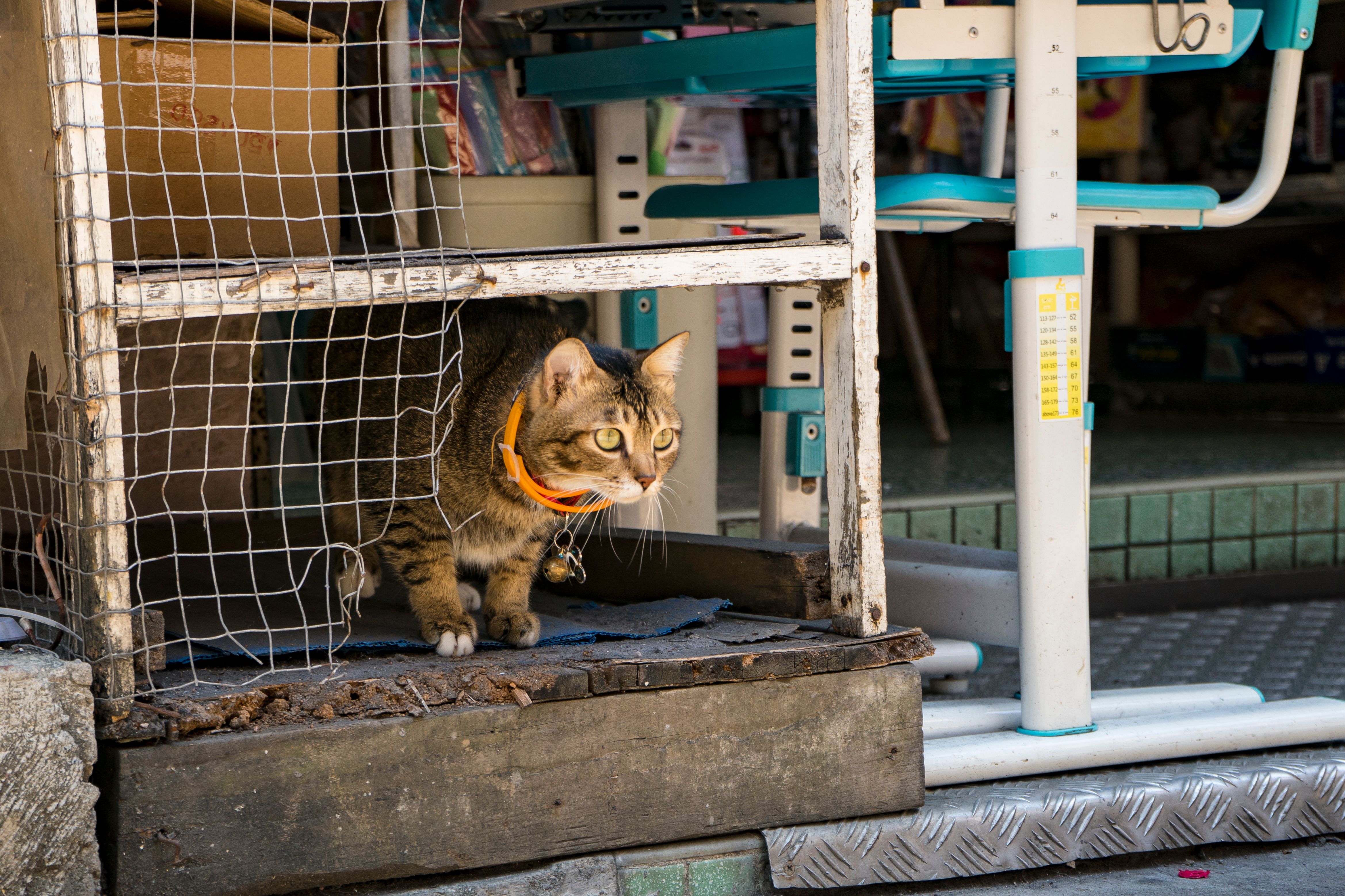 7 Proven Methods to Track Your Cat Without Traditional Collars
