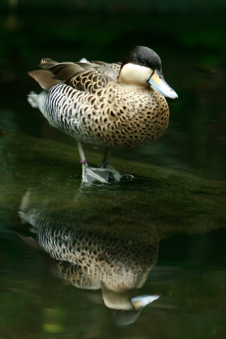 Silver Teal Duck In Water 