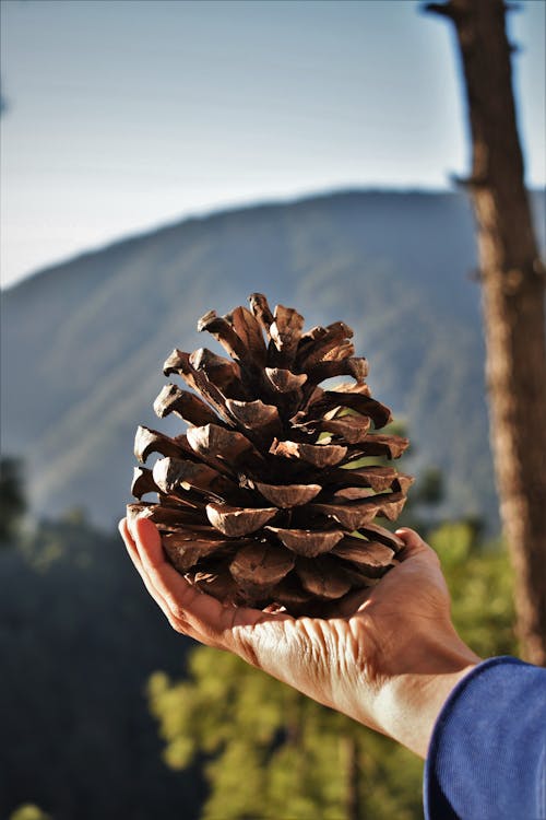 Person Holding Conifer Cone