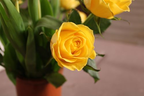 Free Beautiful close-up of a blooming yellow rose showcasing vibrant petals and lush green foliage. Stock Photo