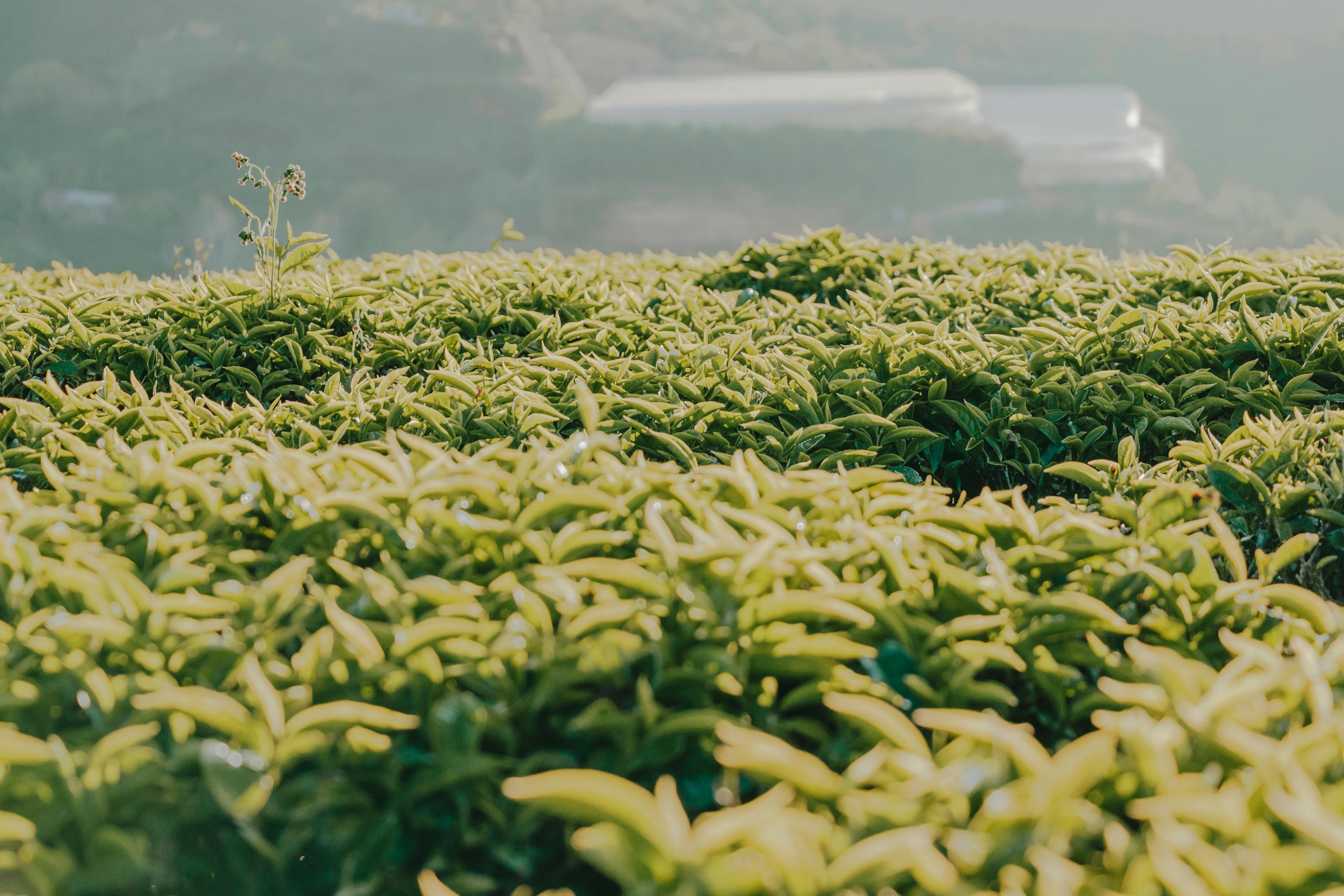 清晨，柔和的阳光洒在生机勃勃的绿色农田上，营造出宁静的户外景观