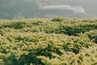 清晨，柔和的阳光洒在生机勃勃的绿色农田上，营造出宁静的户外景观