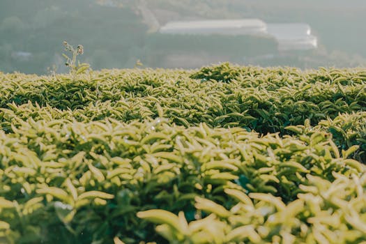 清晨，柔和的阳光洒在生机勃勃的绿色农田上，营造出宁静的户外景观