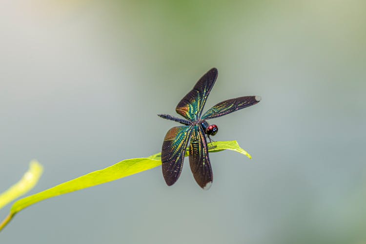 Photograph Of A Greater Blue-Wing Dragonfly