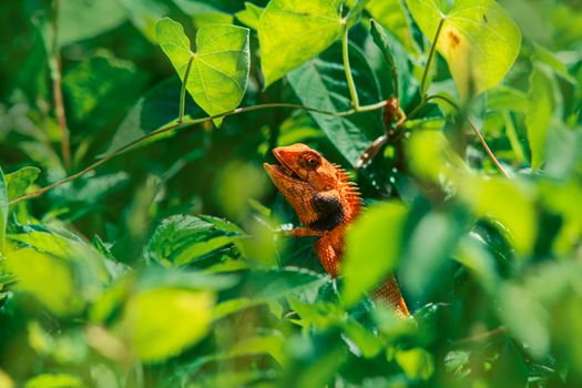 Selective Focus Photo of Oriental Garden Lizard on Green Leaves